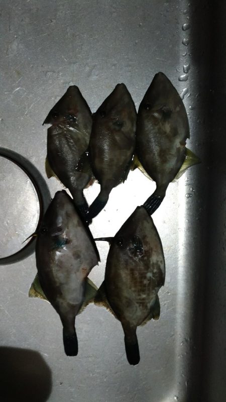 淡路沖　ウマズラ！