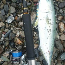 仁淀川 河口サーフ ショアジギング