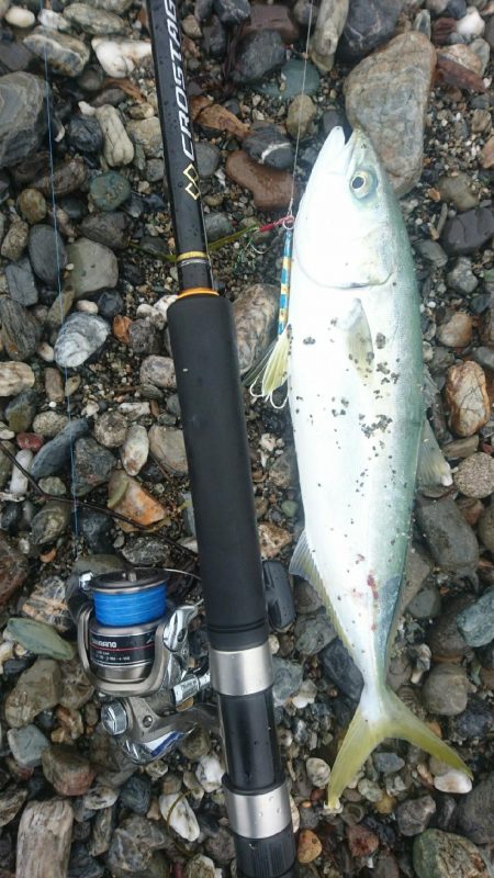 仁淀川 河口サーフ ショアジギング