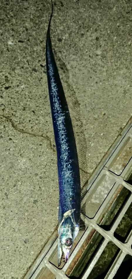 釣り部 釣行記 6