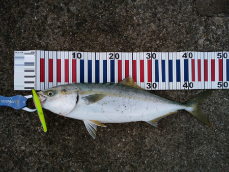 サヨリパターンゲーム