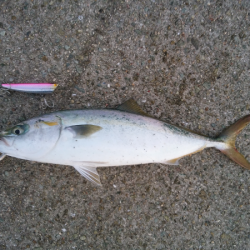 青物のトップゲーム