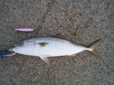 青物のトップゲーム