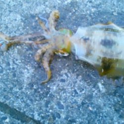 サイトで280g 19cm ！