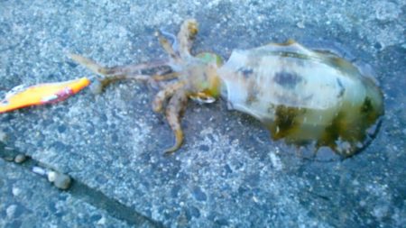 サイトで280g 19cm ！