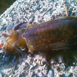 天気はいいのに海は･・･・！