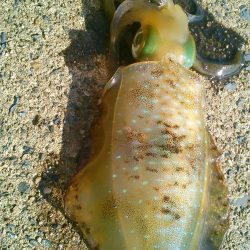 発見新しい相棒～♪