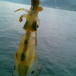 え、まさかの新子祭？