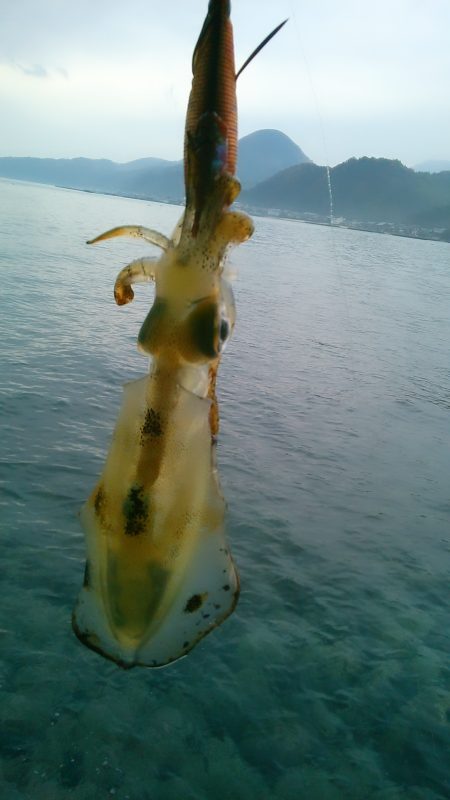 え、まさかの新子祭？