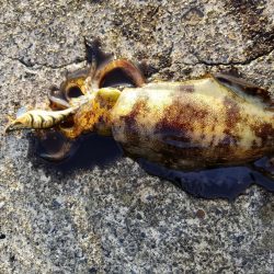 秋アオリ調査も終盤❗