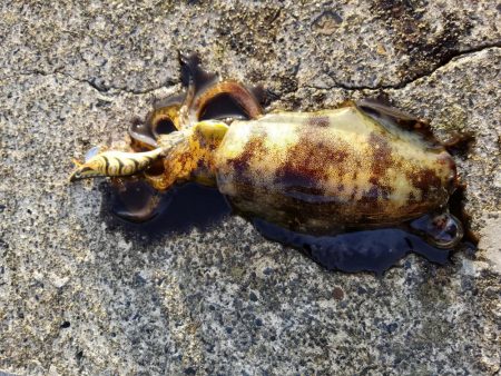 秋アオリ調査も終盤❗