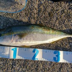 久しぶりのハマチ！とタチウオ