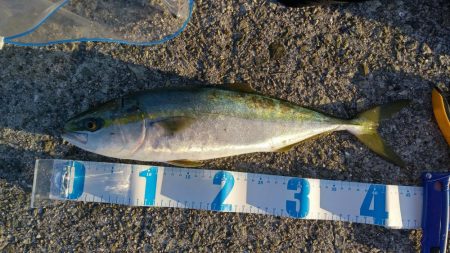 久しぶりのハマチ！とタチウオ