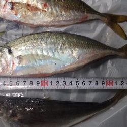 カゴ釣りでアジ好釣