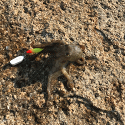 姫路イイダコ(2017-2)