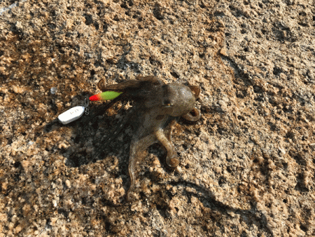 姫路イイダコ(2017-2)