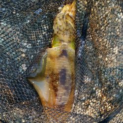 型狙いのエギング釣行