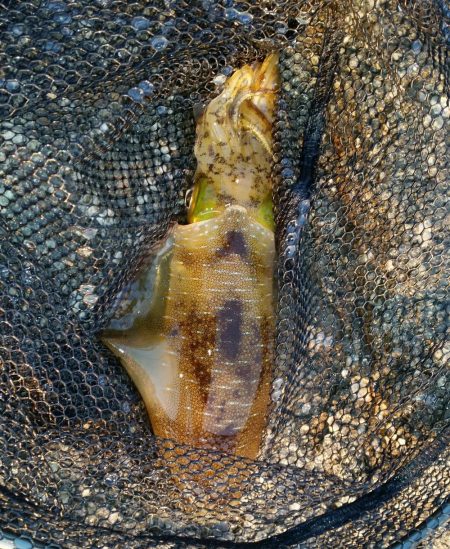 型狙いのエギング釣行