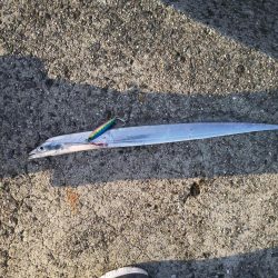 武庫川一文字で１匹