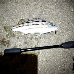 シマイサキって……