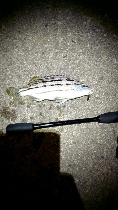 シマイサキって……