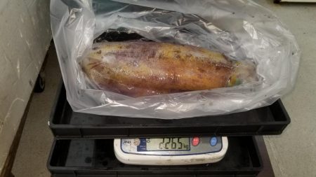 今シーズン初2キロアップ