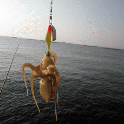 姫路イイダコ(2017-3)