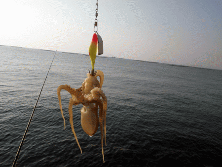 姫路イイダコ(2017-3)