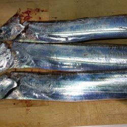 江井ヶ島漁港でタチウオ３匹