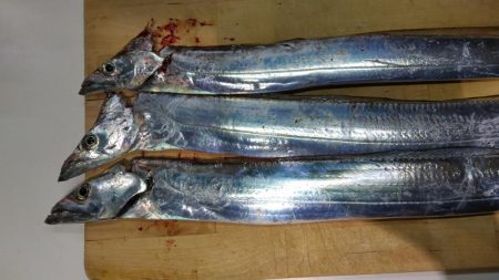 江井ヶ島漁港でタチウオ３匹