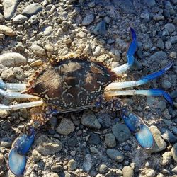 リベンジマッチ