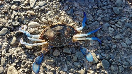 リベンジマッチ