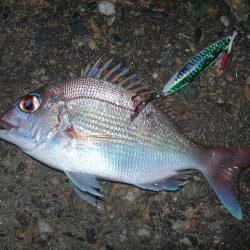 ショアジギングでハマチ、ネイリ