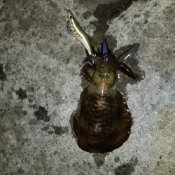 今年のアオリイカ竿納め