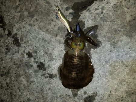 今年のアオリイカ竿納め