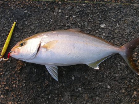 ショアジギングでネイリ