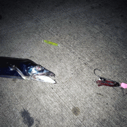 姫路タチウオ(2017-5)