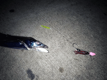 姫路タチウオ(2017-5)