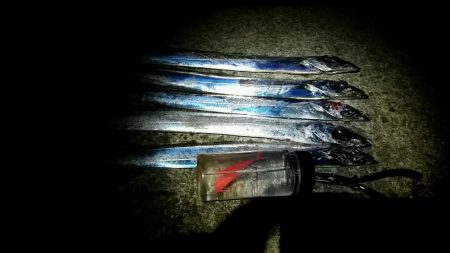 ホームの浜タチウオ復調。朝5夕5のツ抜け達…