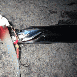 姫路タチウオ(2017-6)