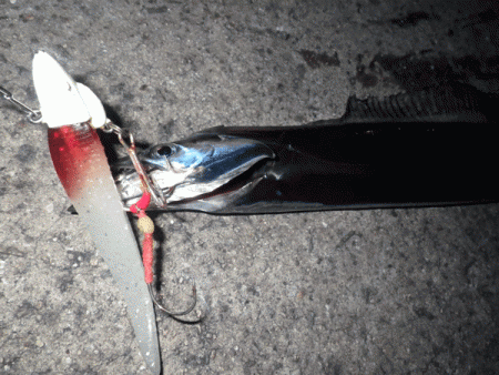 姫路タチウオ(2017-6)