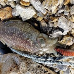 男鹿島エギング