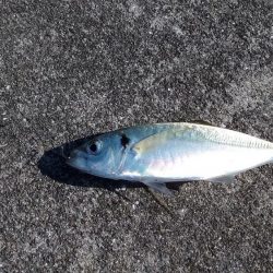 強風の中カゴ釣りで！！