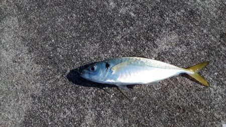 強風の中カゴ釣りで！！