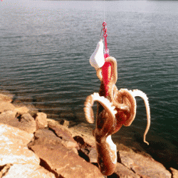 姫路イイダコ(2017-4)