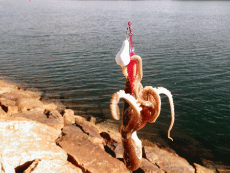 姫路イイダコ(2017-4)