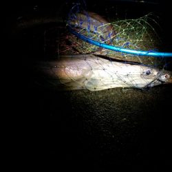 外道でビックモンスター