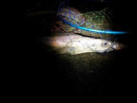 外道でビックモンスター