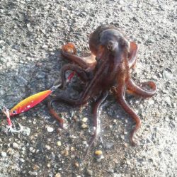 エソのサイズのアオリが欲しい・・・