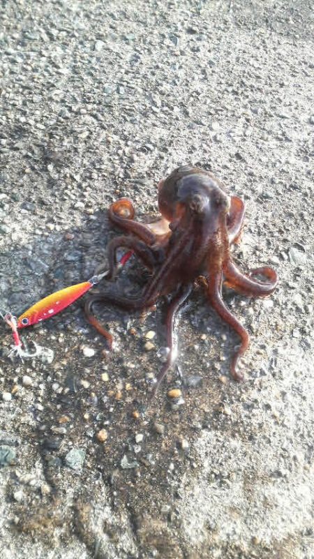 エソのサイズのアオリが欲しい・・・